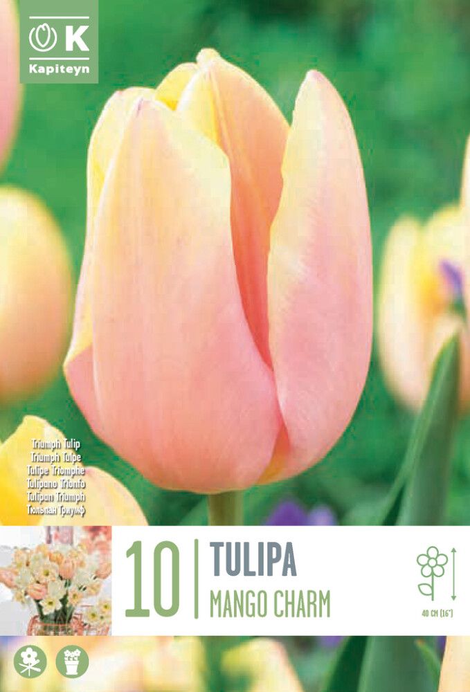 Tulp Kapiteyn Mango Charm 10 tk