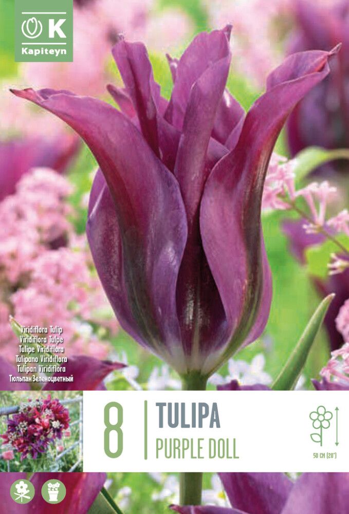 Tulp Kapiteyn Viridiflora Purple Doll 8 tk