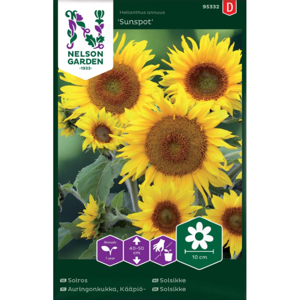 Harilik päevalill Sunspot