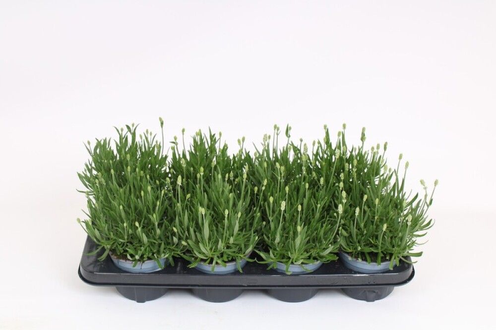 Tähtlavendel Aromance Ø12 cm
