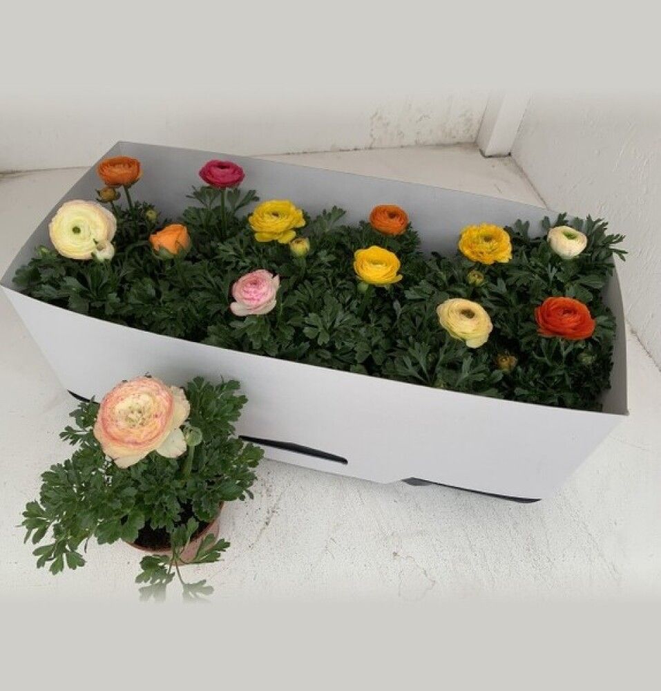 Aasia tulikas valik Ø 10,5 cm