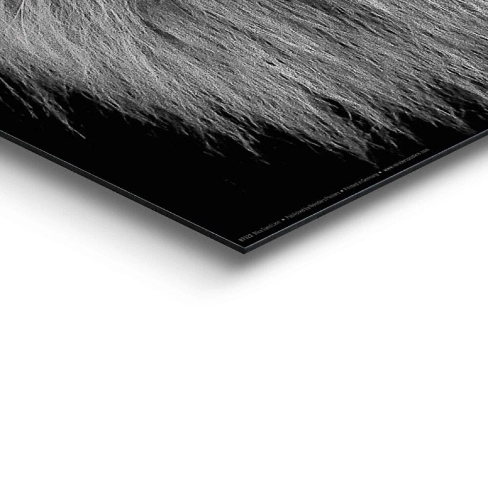 Sisustuspilt Reinders Blue Eyed Lion 40 x 50 cm