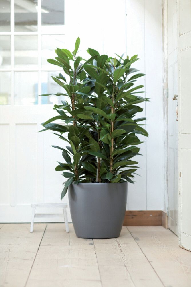 Ümbrispott Brussels Ø 35 cm, tumehall