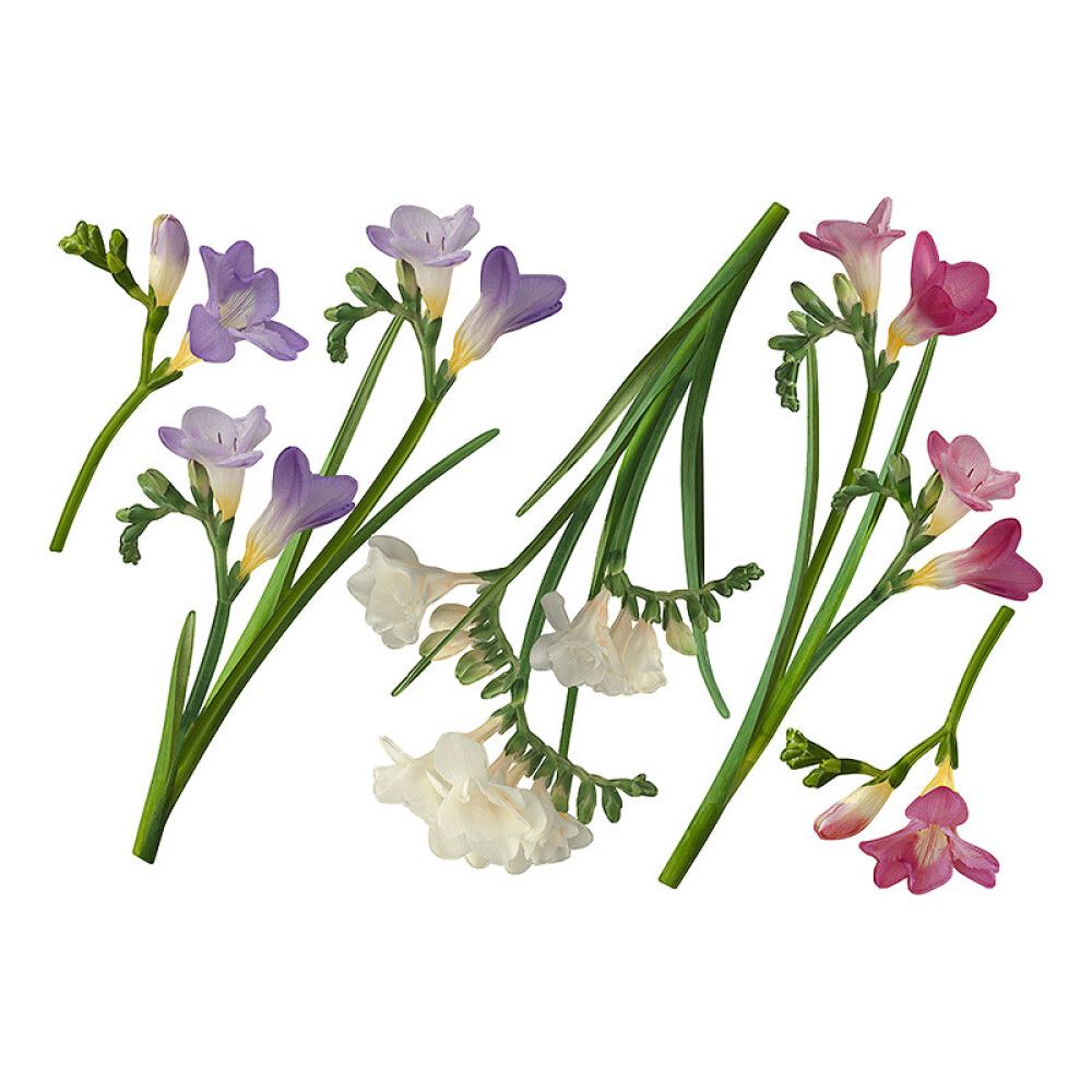 Posterkleebis Plage Freesia