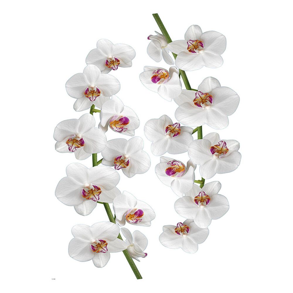 Posterkleebis Plage Orhide