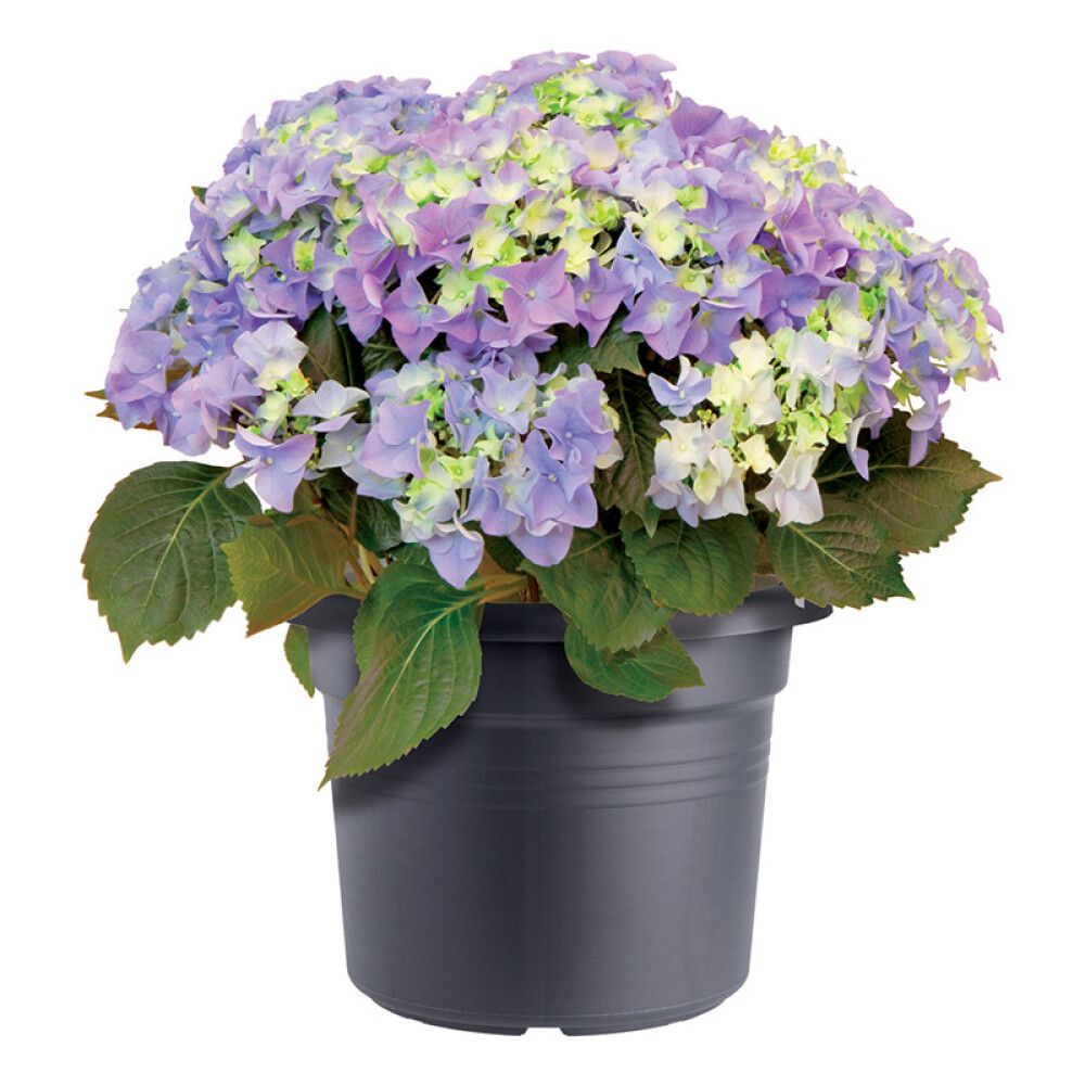 Lillepott Cilinder Living Black Ø 44 cm