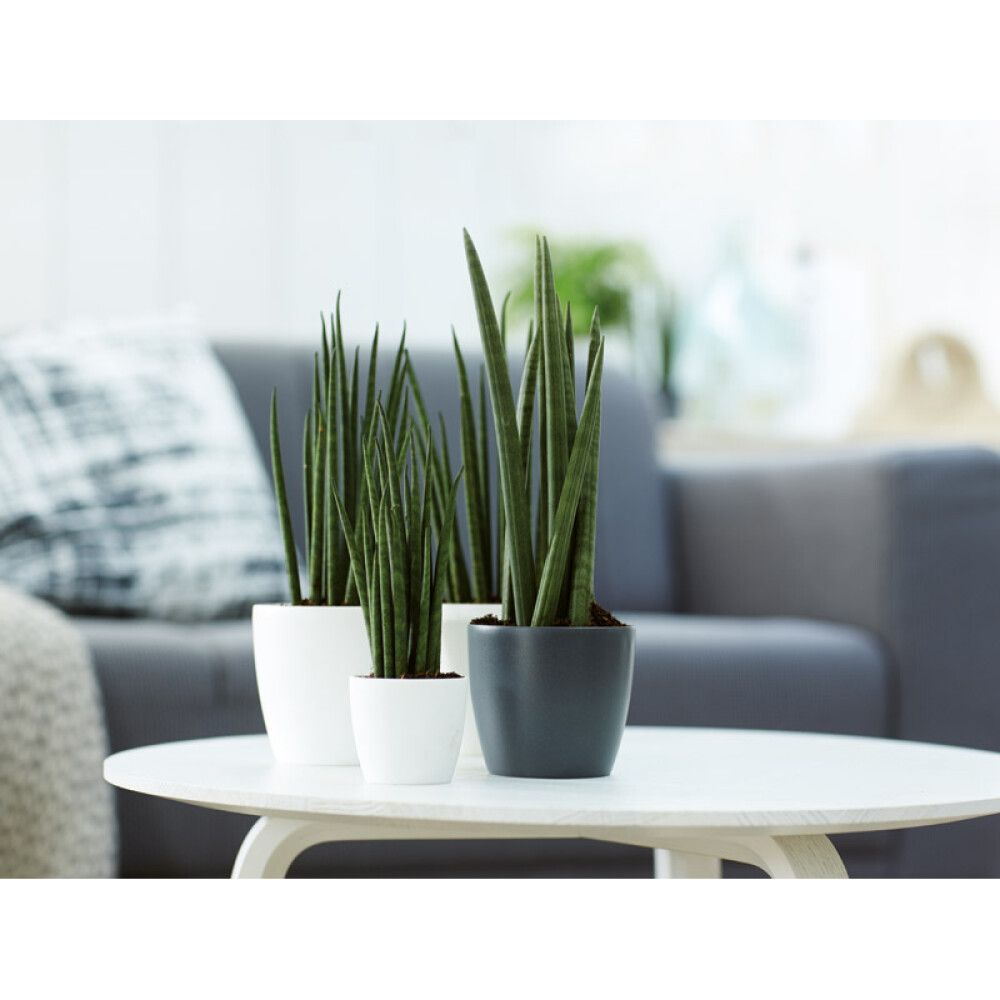 Ümbrispott Brussels Mini Ø 12,5 cm, tumehall