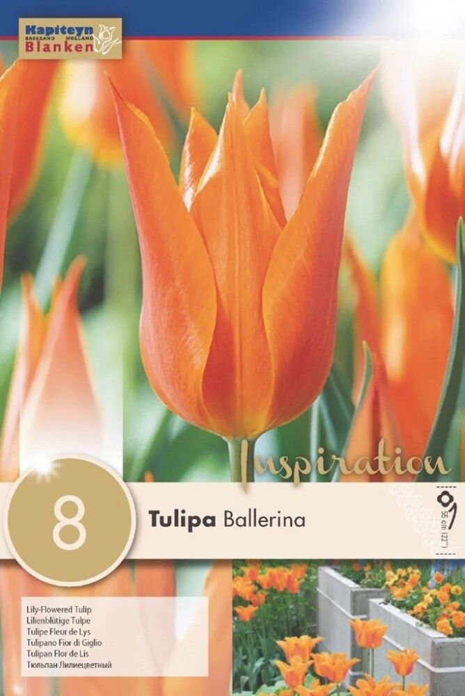 Tulp Lily Ballerina 8 tk