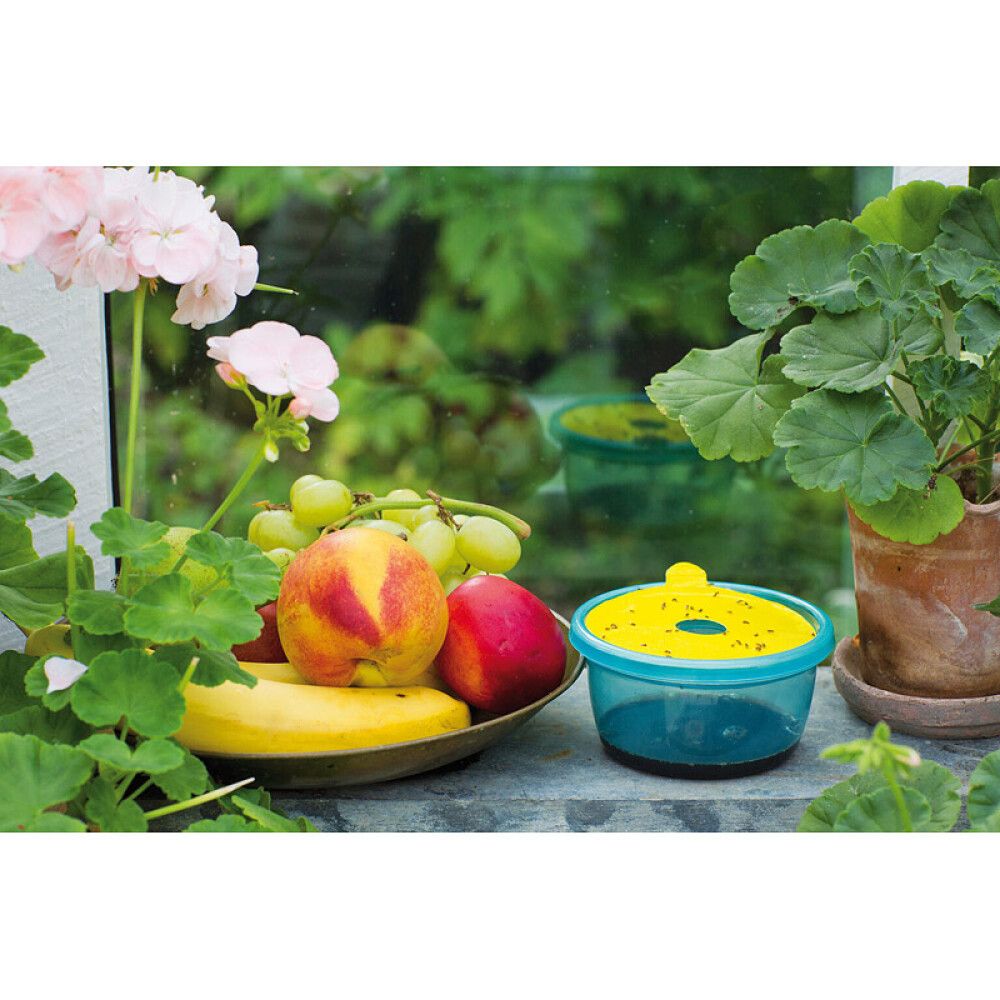 Äädikakärbsepüünis