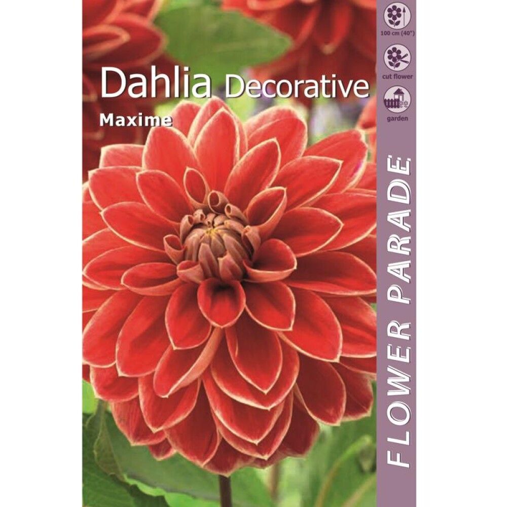 Daalia Kapiteyn Decorative Red/Yellow 1 tk