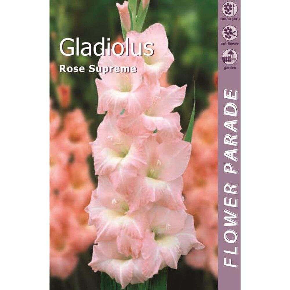 Gladiool Pink 7 tk