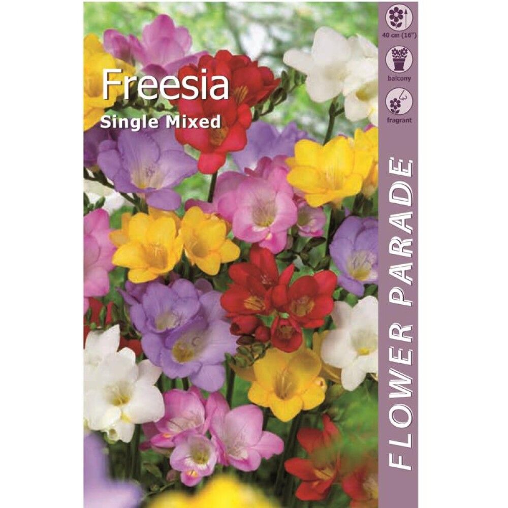 Freesia Singel mix 7 tk