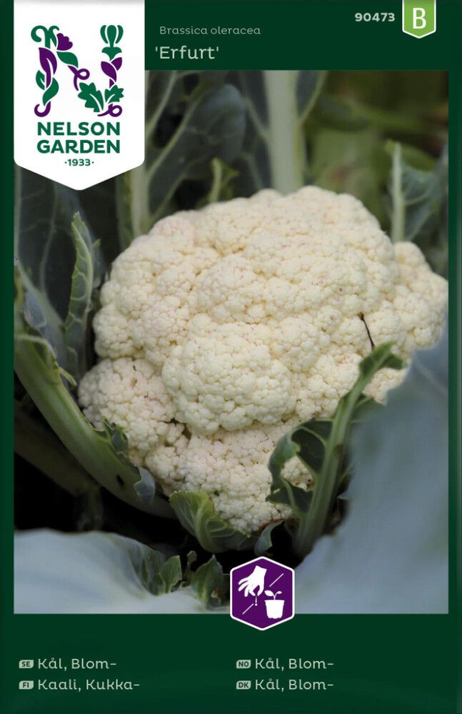 Lillkapsas Nelson Erfurt