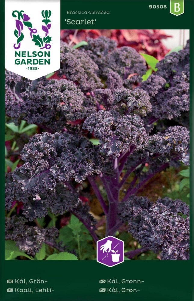 Kähar lehtkapsas Scarlet