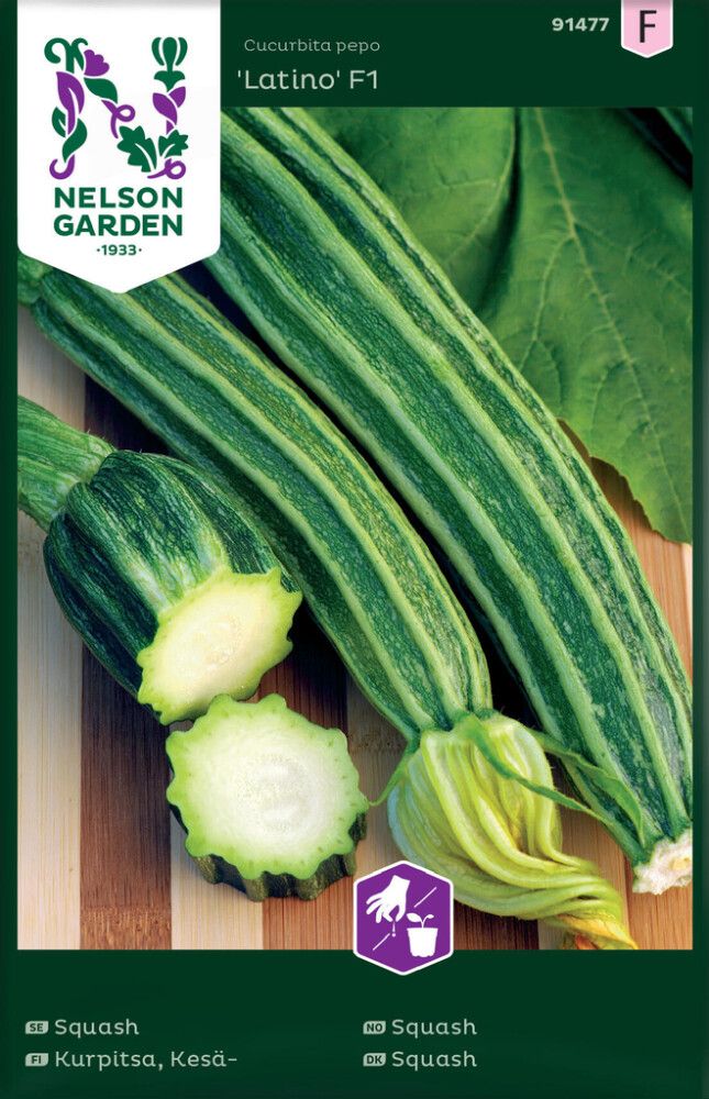 Suvikõrvits Latino F1