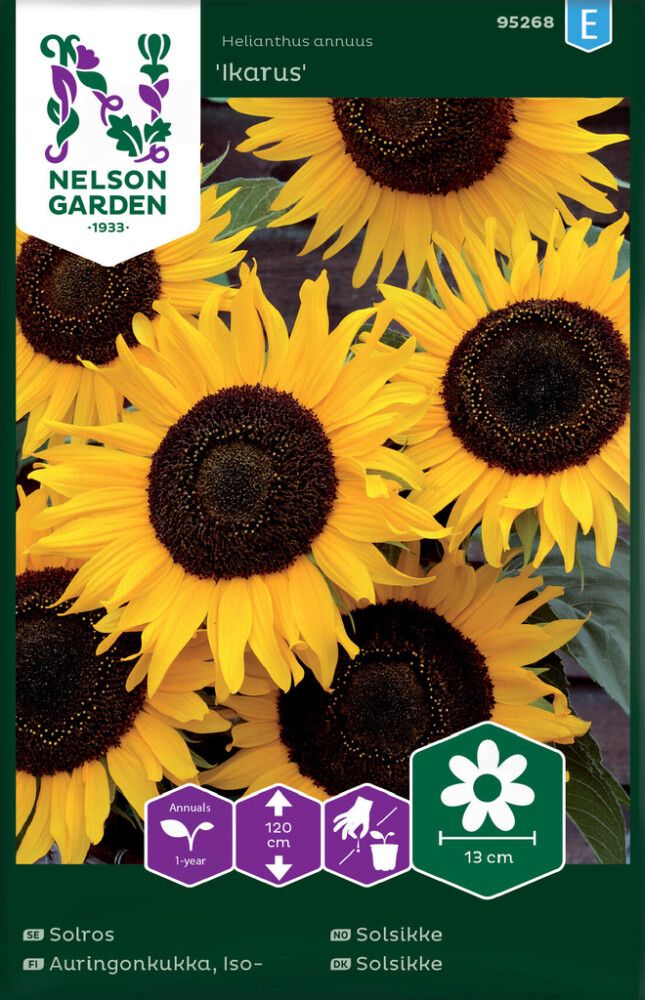 Harilik päevalill Ikarus