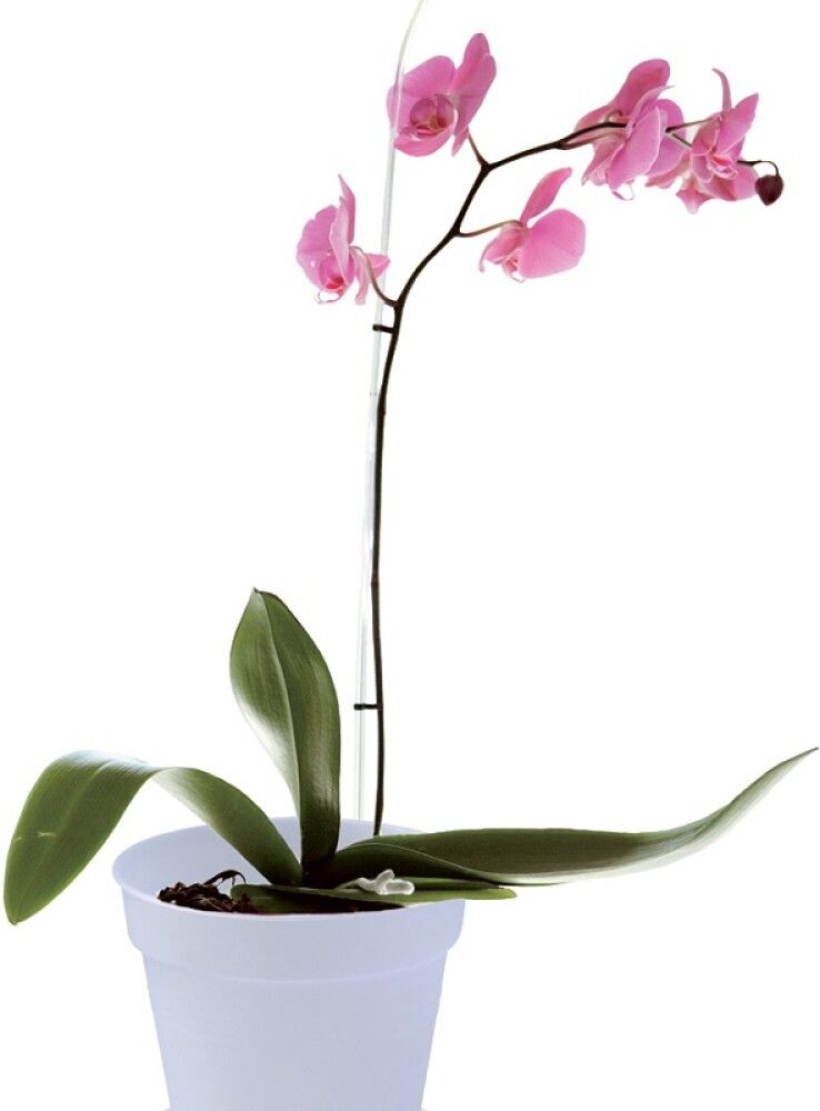 Orhideepott  Elho Green Basics Huurre