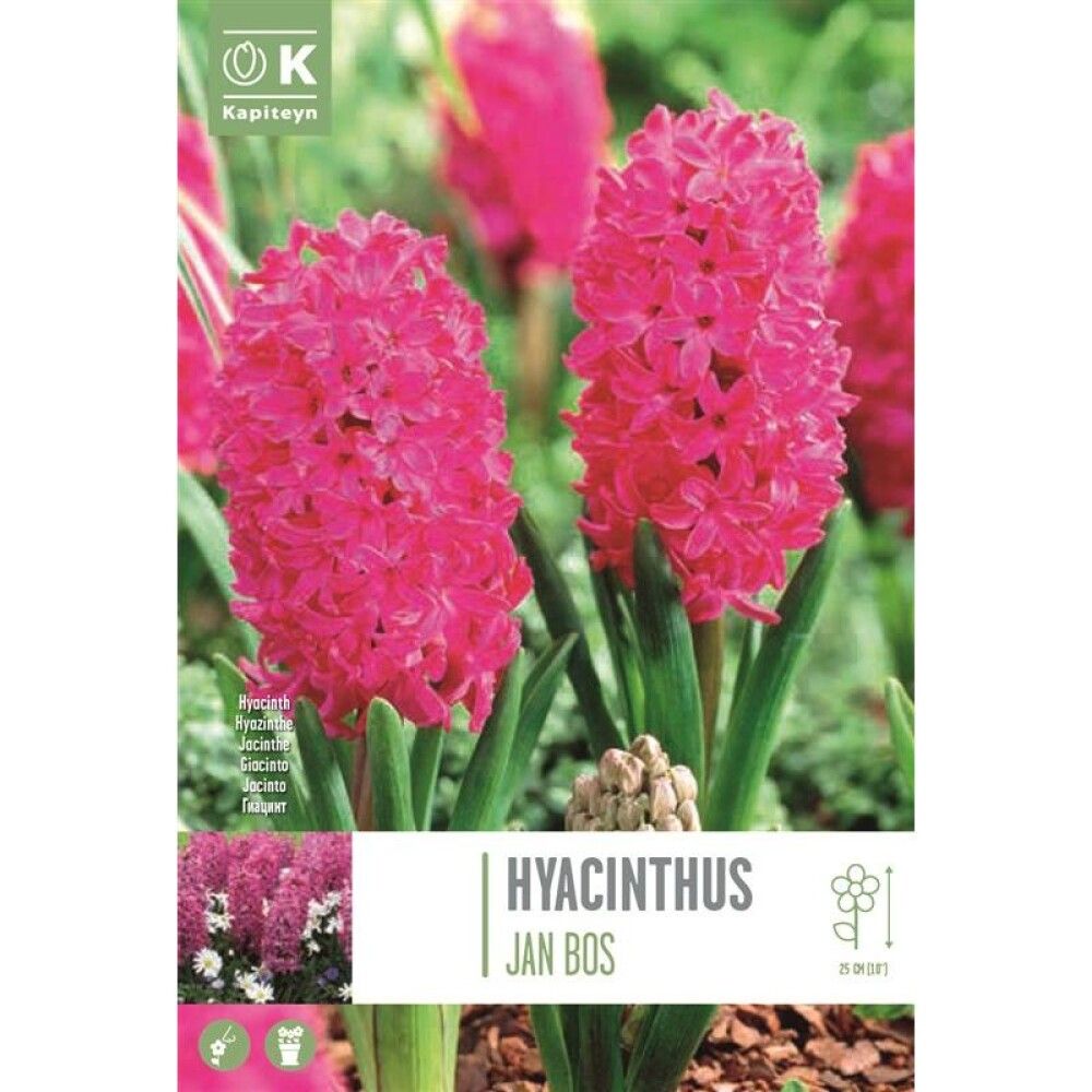 Hüatsint Jan Bos 4 tk