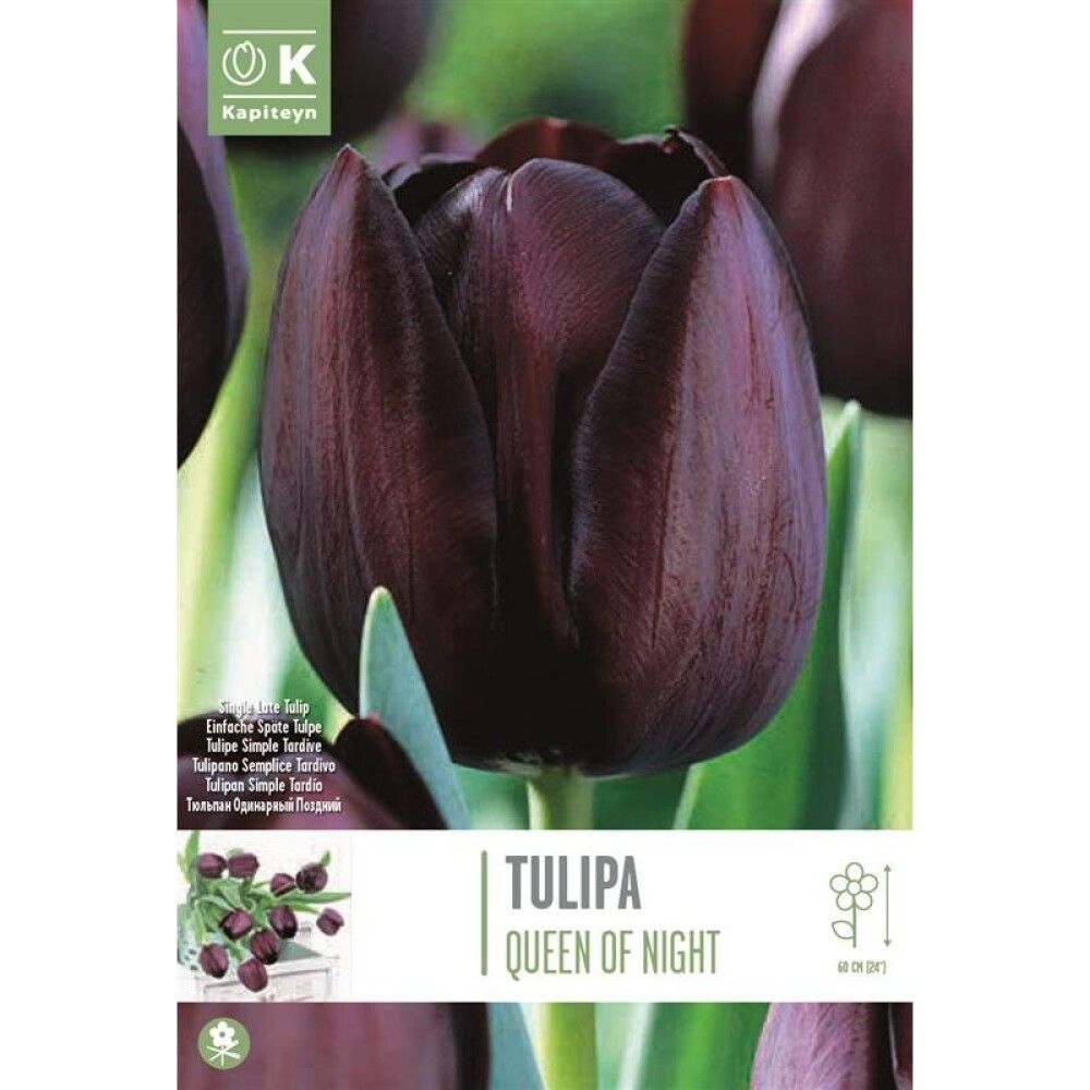 Tulp Queen of Night 10 tk