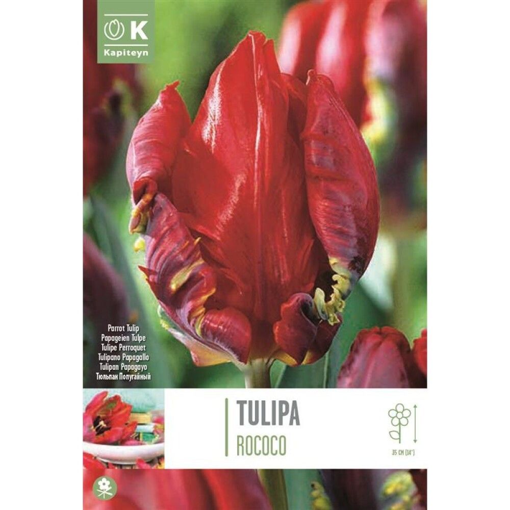 Tulp  Parrot Rococo 8 tk