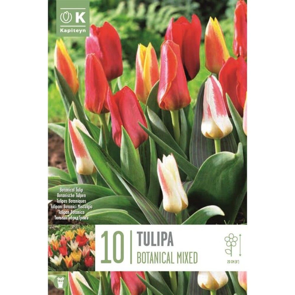 Tulp Botanical Mix 10 tk