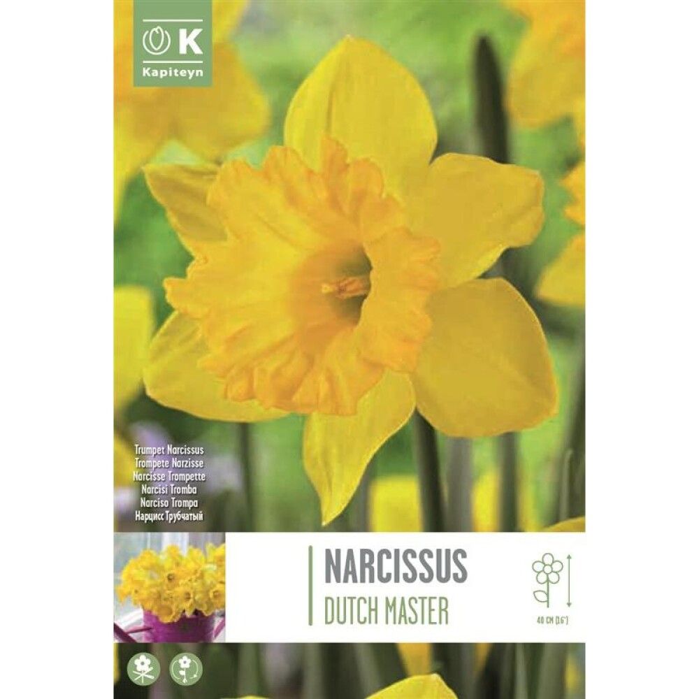 Nartsiss Dutch Master 5 tk