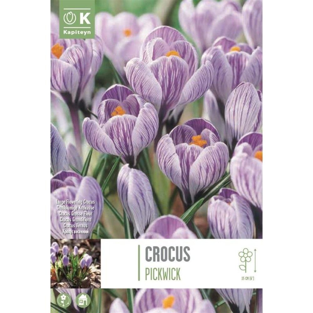 Krookus Pickwick 10  tk