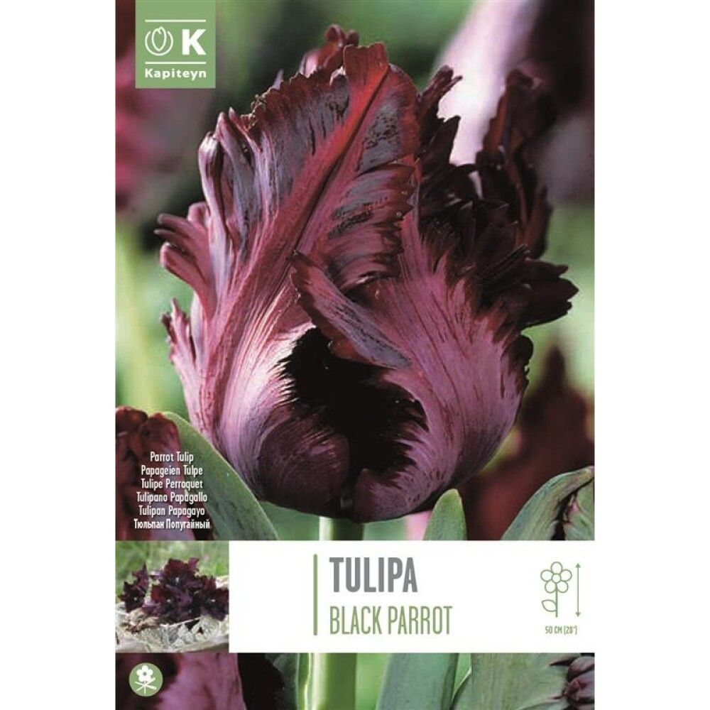 Tulp Black Parrot 6 tk