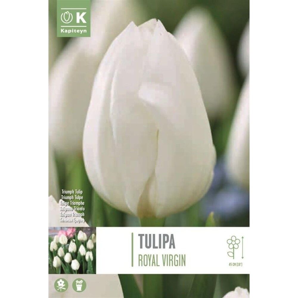 Tulp Royal Virgin 10 tk