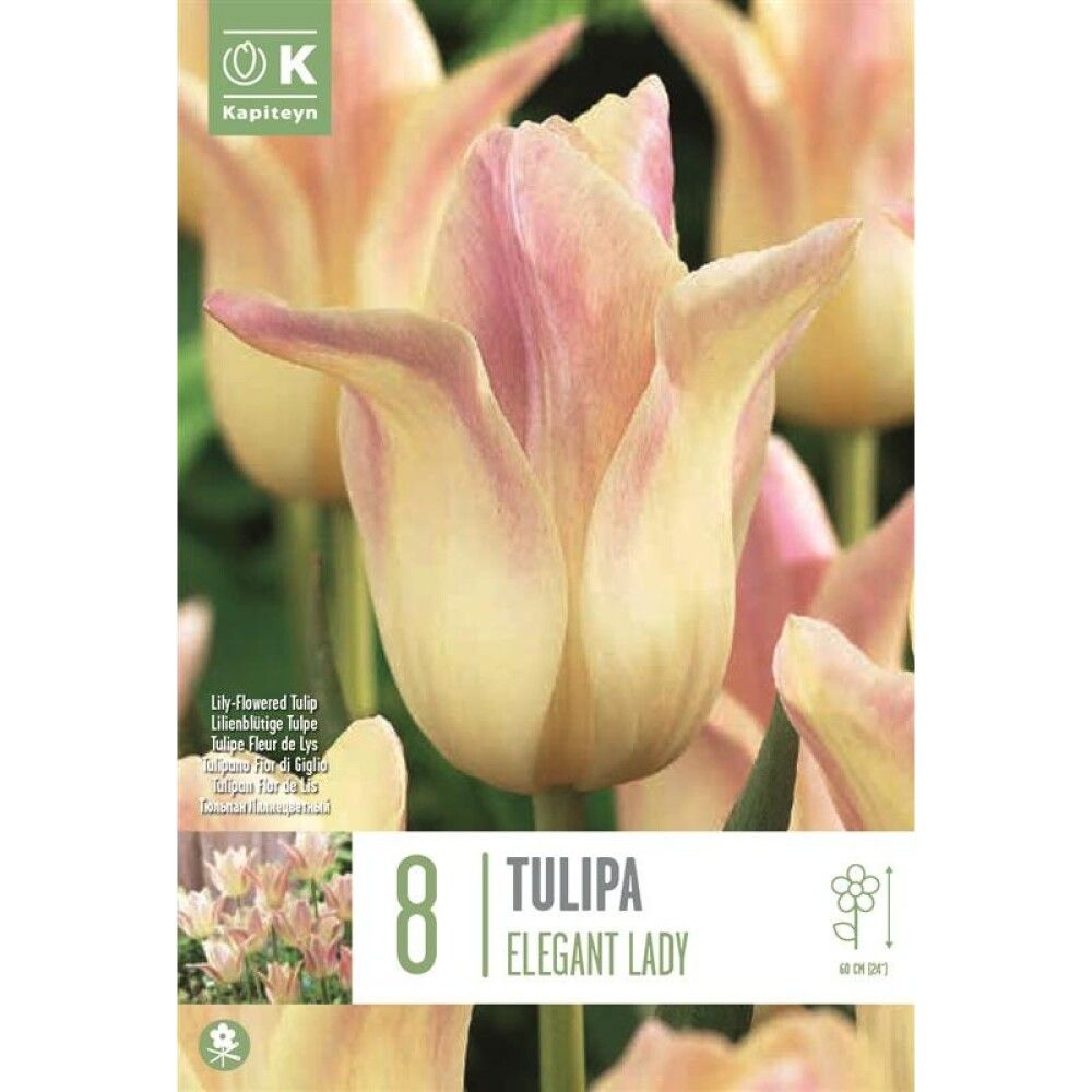Tulp Elegant Lady 8 tk