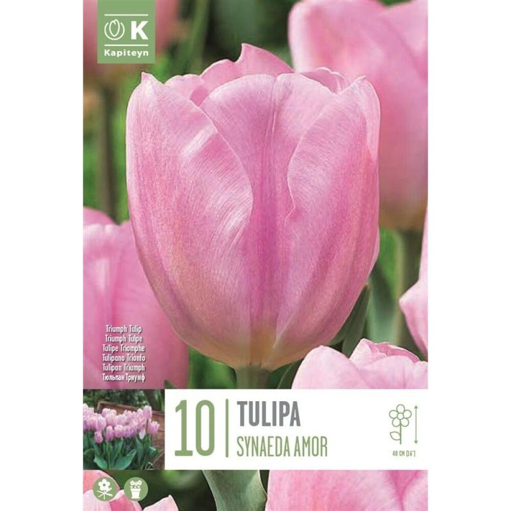 Tulp Synaeda Amor 10 tk