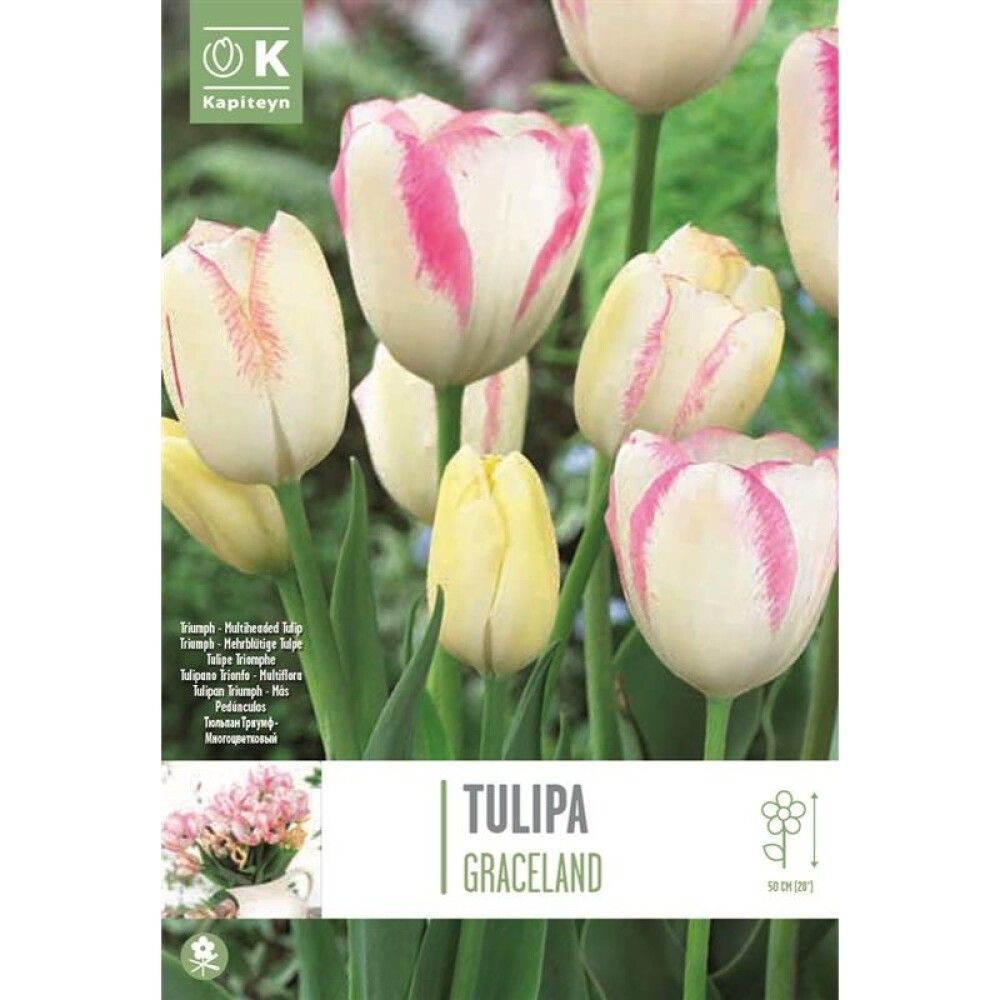 Tulp Graceland 8 tk