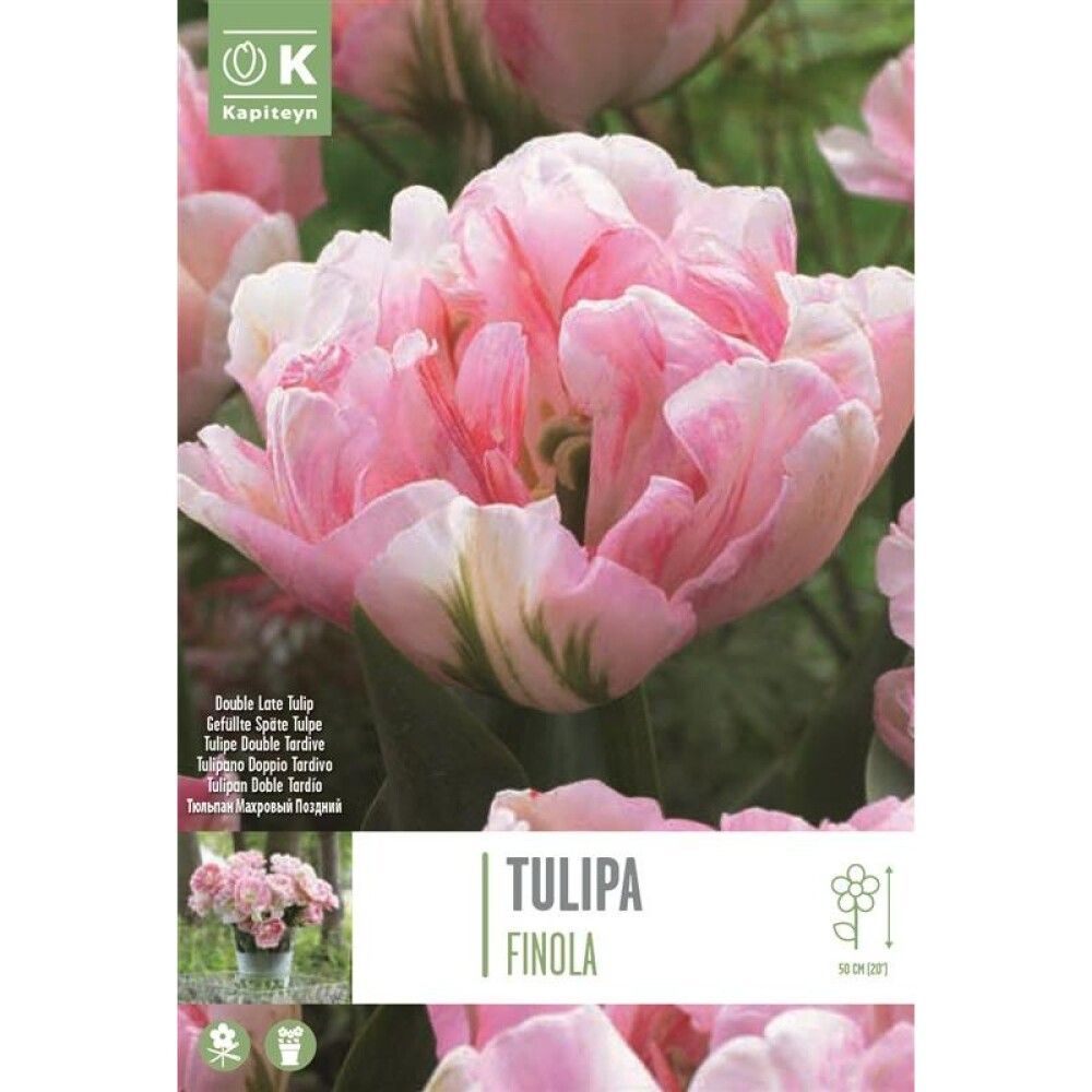 Tulp Double Finola 8 tk