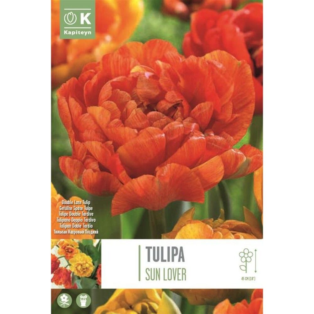 Tulp Douple Late Sunlover 8 tk