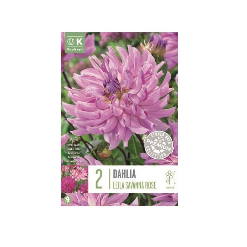 Daalia Leila Savanna Rose 2 tk