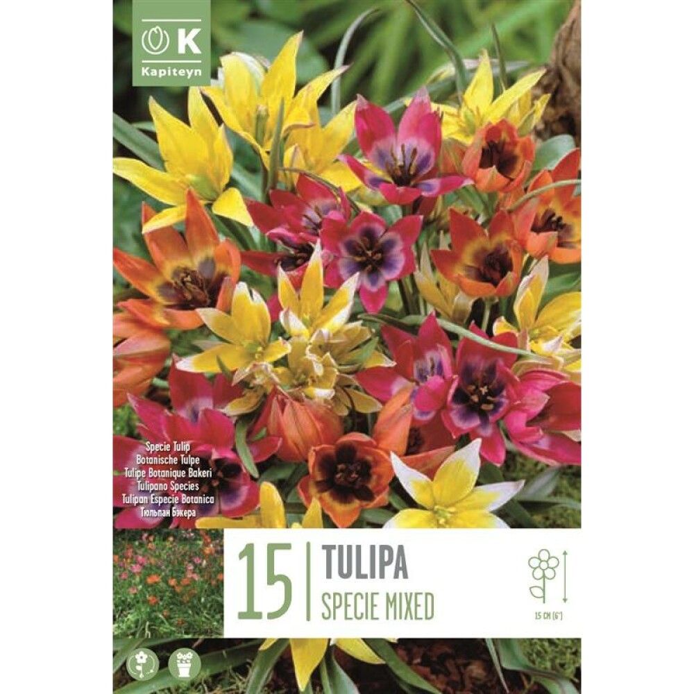 Tulp Specie Mixed 15 tk