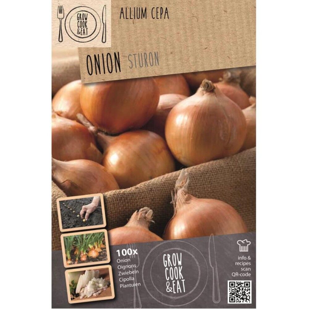Sibul Kapiteyn Sturon 100 tk