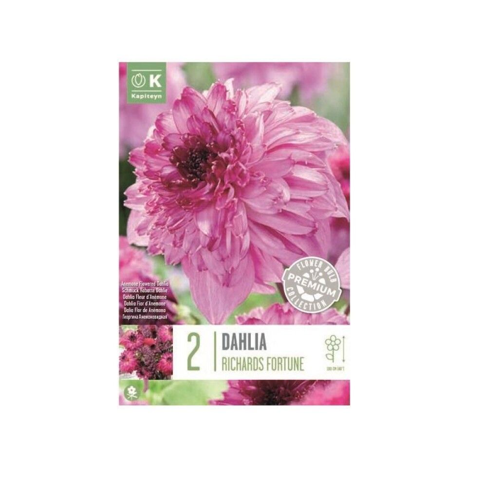 Daalia  Richard Fortune 2 tk