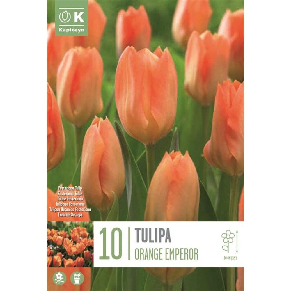 Tulp  Orange Emperor 10 tk