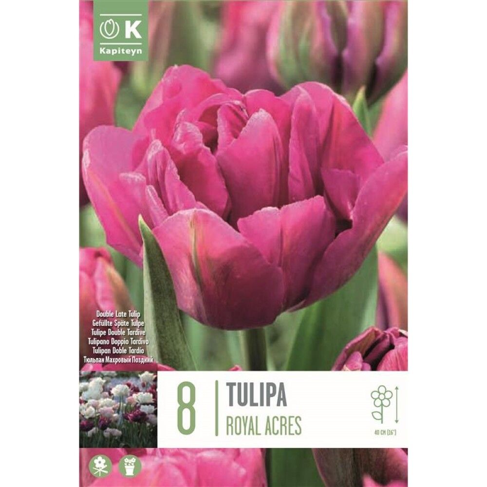 Tulp Royal Acres 8 tk