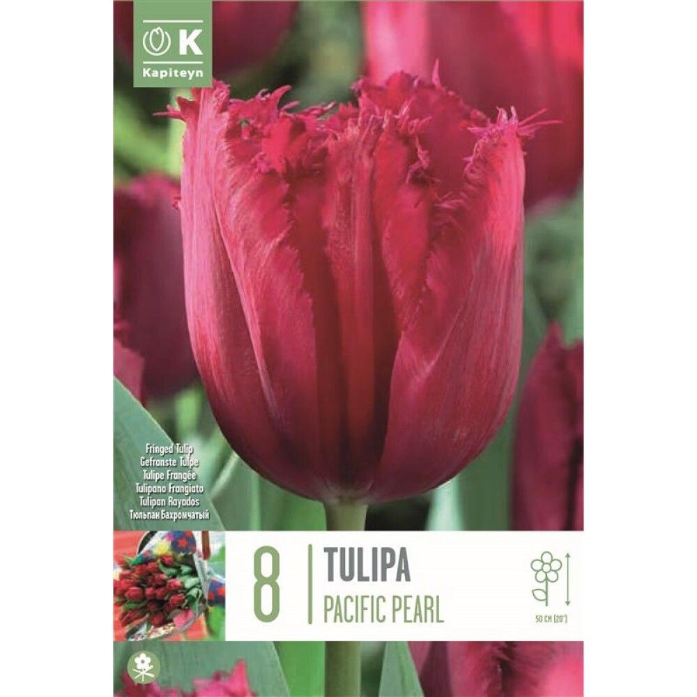 Tulp Pacific Pearl 8 tk