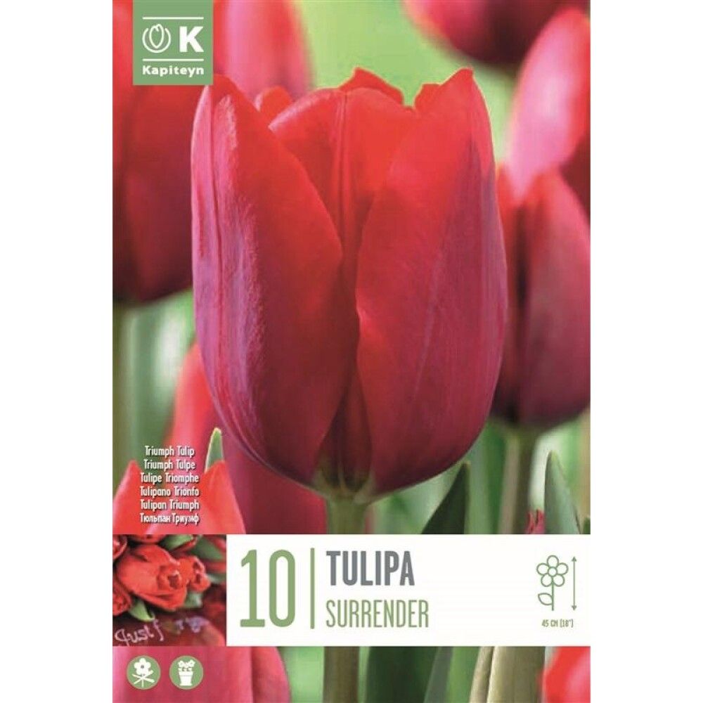 Tulp Kapiteyn Surrender 10 tk