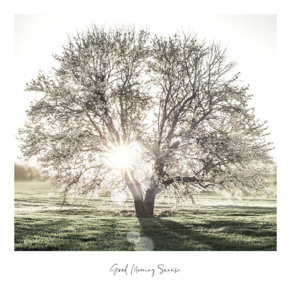 Sisustuspilt Reinders Slimframe Sunbeam Tree 50 x 50 cm