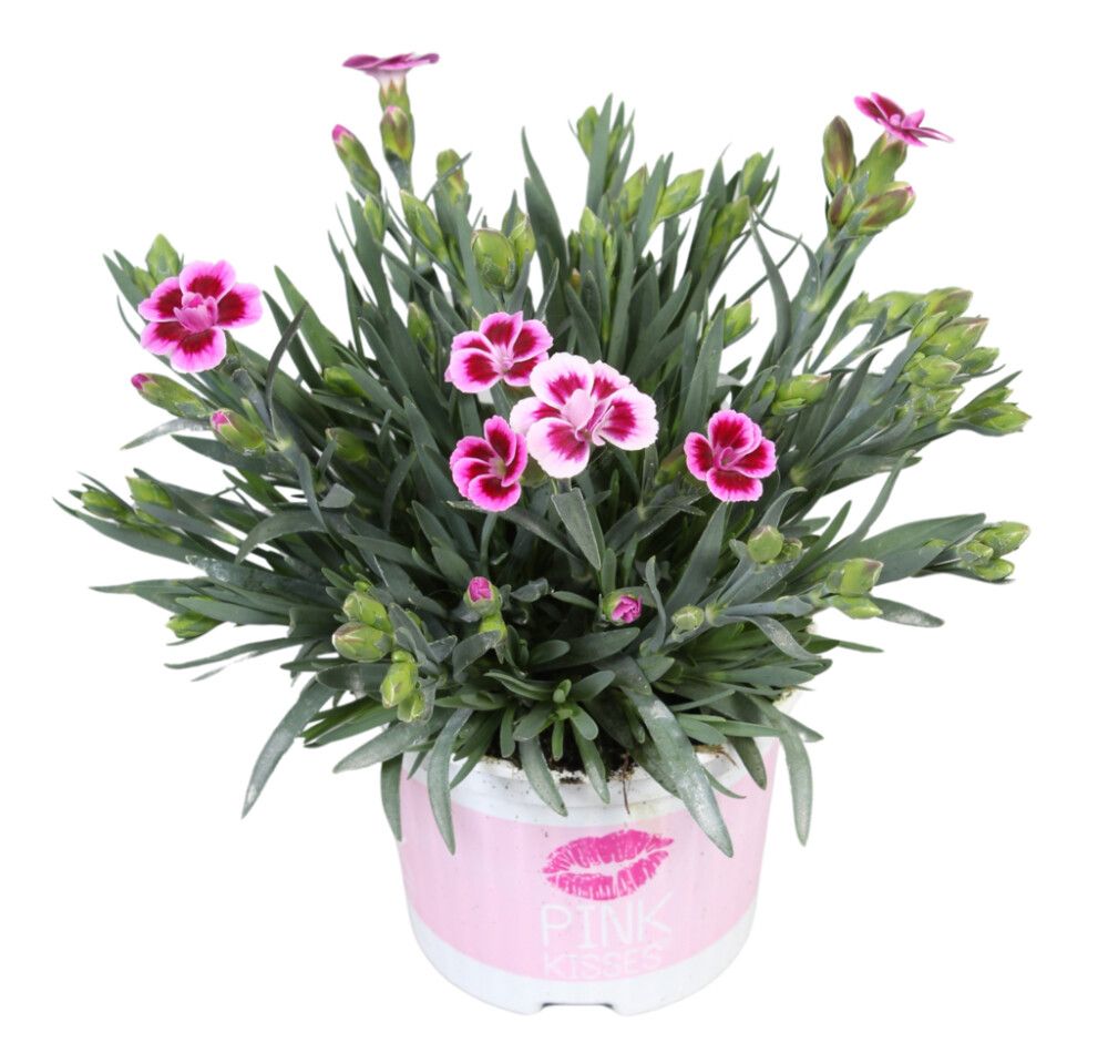 Aednelk Pink Kisses Ø 9 cm