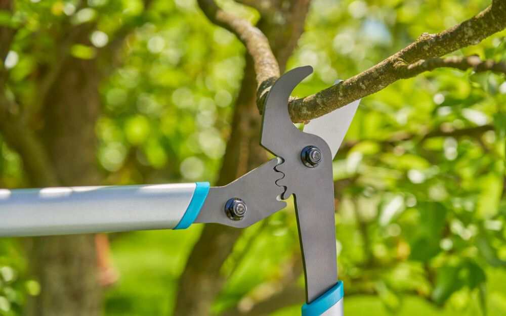 Oksatangid Energycut Basic