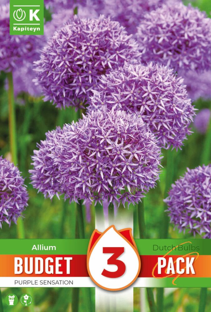 Lauk Kapiteyn Purple Sensation 3 tk