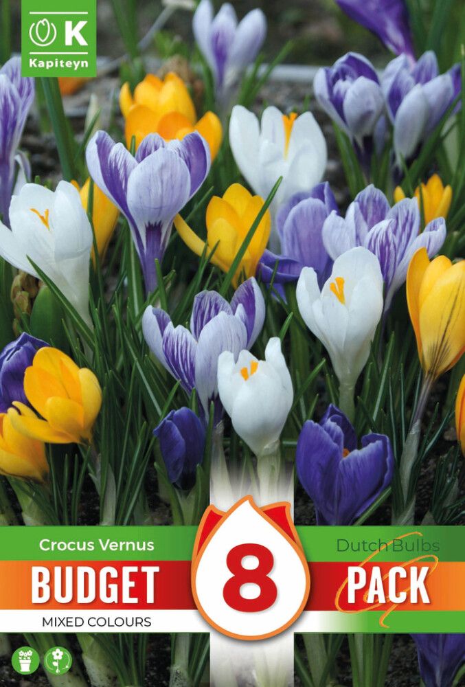 Krookus Kapiteyn Colour Mix 8 tk