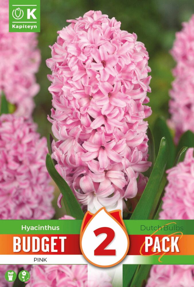 Hüatsint Kapiteyn roosa 2 tk