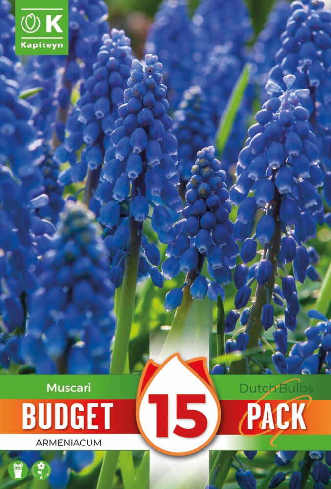 Armeenia kobarhüatsint Kapiteyn 15 tk