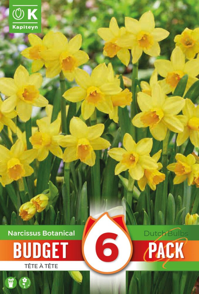 Nartsiss Kapiteyn Tete a Tete  6 tk
